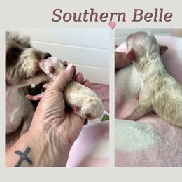 Southern Belle - Cream female Aussiedoodle puppy in Arizona from Coats of Many Colors LLC