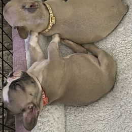 French Bulldog Puppies from Orderofthebulldogs, LLC