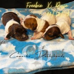 Dachshund Puppies from Camacho_Dachshunds