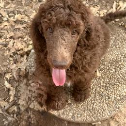 Benny (Blue) - Brown male Poodle puppy in Julian, California from Above the Pines Poodles