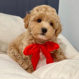 Buddy Bear - Apricot male Maltipoo puppy in Spring, Texas from GlamPaw Maltipoos