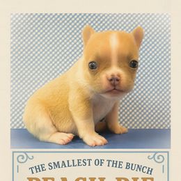Peach Pie - male French Bulldog puppy in Utah from HM Kennels