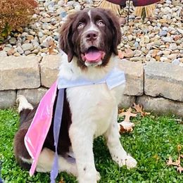 Newfoundland, Newfypoo, and Sheepadoodle Puppies from Sweet Creek Pups