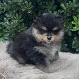 Morpeko - Black and tan male Pomeranian puppy in Sandia, Texas from Broken Arrow Poms