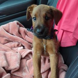 Rex - Red female Irish Terrier puppy in Broadway, North Carolina from Detmore Kennels