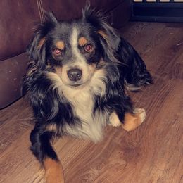 Aussiedoodles and Toy Australian Shepherds from IMR Aussie and Aussiedoodles