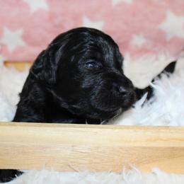 Black - Parti male Goldendoodle puppy in Grants Pass, Oregon from Oregon Valley Doodles