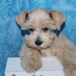 Prissy - Wheaten female Miniature Schnauzer puppy in Gary, Texas from Beards Little Schnauzers