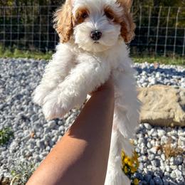 Sleepy - Parti male Goldendoodle puppy in Warsaw, Ohio from Lovabledoodles