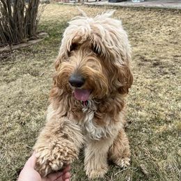 Goldendoodles from Mini Acres Farm