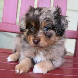 Snickers - Red merle male Miniature Australian Shepherd puppy in Buchanan, Georgia from Stanleyville Farm Mini Aussies