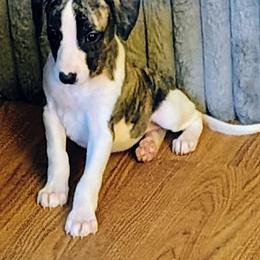Miranda - White and fawn brindle female Whippet puppy in Goldendale, Washington from Amulet Charm
