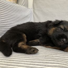 German Shepherd Puppies from Zwinger vom Schneider Wald