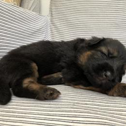 German Shepherd Puppies from Zwinger vom Schneider Wald