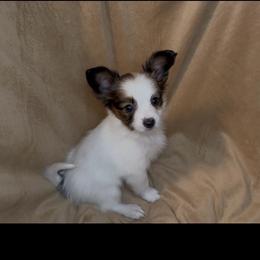 Burnett - Red white and sable female Papillon puppy in Howe, Oklahoma from Southern Sweet Papillons