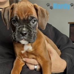 Hardy - Fawn male Boxer puppy in Cicero, New York from MK Boxer Haven of CNY