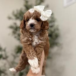 Muffin girl - Apricot female Goldendoodle puppy in Rio Linda, California from Plush Doodles