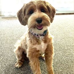 Daphne - Australian Labradoodle