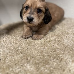 Female 1 - Cream female Dachshund puppy in Rio, Wisconsin from 3k Corgis and Miniature Dachshunds