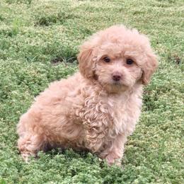 Indiana - Red  female Poodle puppy in Covington, Virginia from A  Gift from above kennel,  LLC