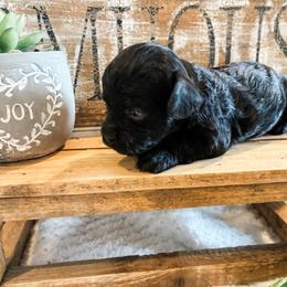 Sally - Black female Havapoo puppy in Marquand, Missouri from Perfectly Playful Doodles