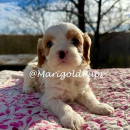 Brynn - Blenheim female Cavapoo puppy in Kansas from Marigold Pups