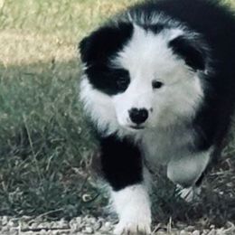 “Tate” Boy 3 - Border Collie puppy in Salado, Texas from Stellar Kennels