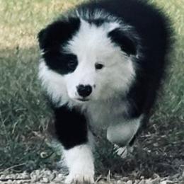 “Tate” Boy 3 - Border Collie puppy in Salado, Texas from Stellar Kennels