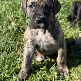 Brindle Male - Brindle male Great Dane puppy in Scottsburg, Virginia from Virginia Great Danes