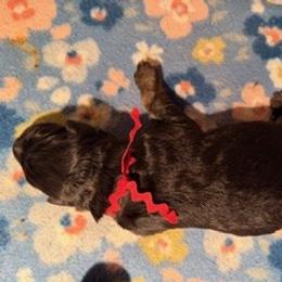 Boy 2 - Red Collar - Black and red male German Shepherd puppy in Valley Springs, South Dakota from Von Pasch German Shepherds