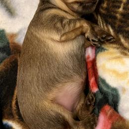 Prague Ratter Puppies from North Star Gem’s Prague Ratters