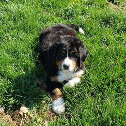 Bernese Mountain Dogs and Great Danes from Stonebrook Gentle Giants