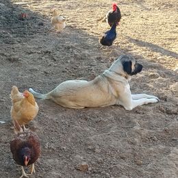 Cicero - Anatolian Shepherd Dog