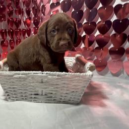 AKC Goose - Chocolate male Labrador Retriever puppy in Elgin, South Carolina from Silver Bells Paw Prints