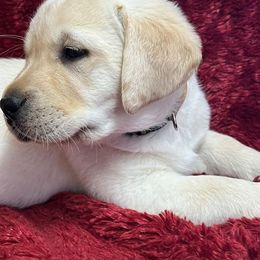 Yellow Boy Green Collar- overbite and hernia - Yellow male Labrador Retriever puppy in Beaverdam, Virginia from Gold Heart Labradors