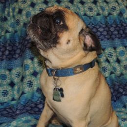 Garth - Pug