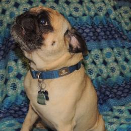 Garth - Pug