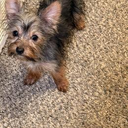 Lucero - Black and tan female Yorkshire Terrier puppy in Aurora, Colorado from Lovely Yorkies Colorado