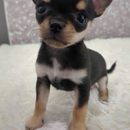 Boy 1 - Cream and white male Chihuahua puppy in Topeka, Kansas from Barbie's Baby Chihuahuas