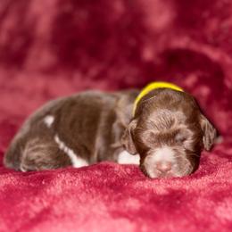 Yellow - Liver roan female Brittany puppy in Adairsville, Georgia from Rocking L Farms