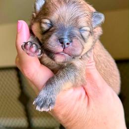 CAIN - Orange male Pomeranian puppy in Willis, Texas from Treasured Jewels Pomeranians