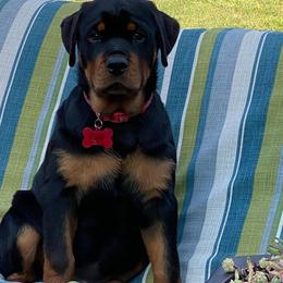 Rottweiler Puppies from Von Nuffosttor Rottweilers