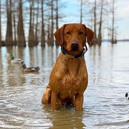 Gator  - Labrador Retriever