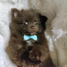 Pomeranian Puppies from Cutie Poms