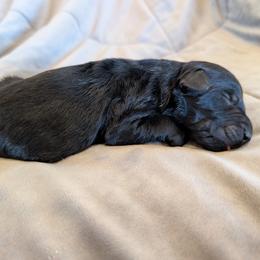 AKC Kaiser - Black male Giant Schnauzer puppy in Tombstone, Arizona from Vanguard Giants