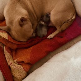 Chihuahua Puppies from LANDSLIDE CHIHUAHUAS