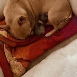 Chihuahua Puppies from LANDSLIDE CHIHUAHUAS