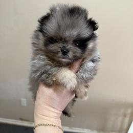 Raphael - Blue merle male Pomeranian puppy in Edmond, Oklahoma from My Sun & Moon Poms