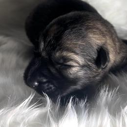 Trellis - Black and tan male Shiloh Shepherd puppy in Griffin, Georgia from Orchard Hills Shilohs