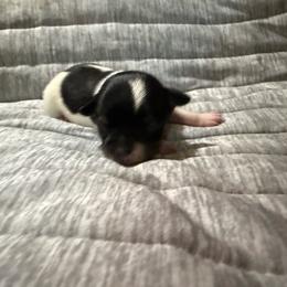 Siren - Black and white female Chihuahua puppy in Seneca, Missouri from Stephanie’s Puppy Colony